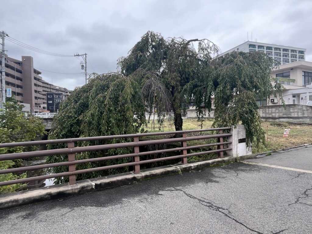 石橋屋の枝垂桜