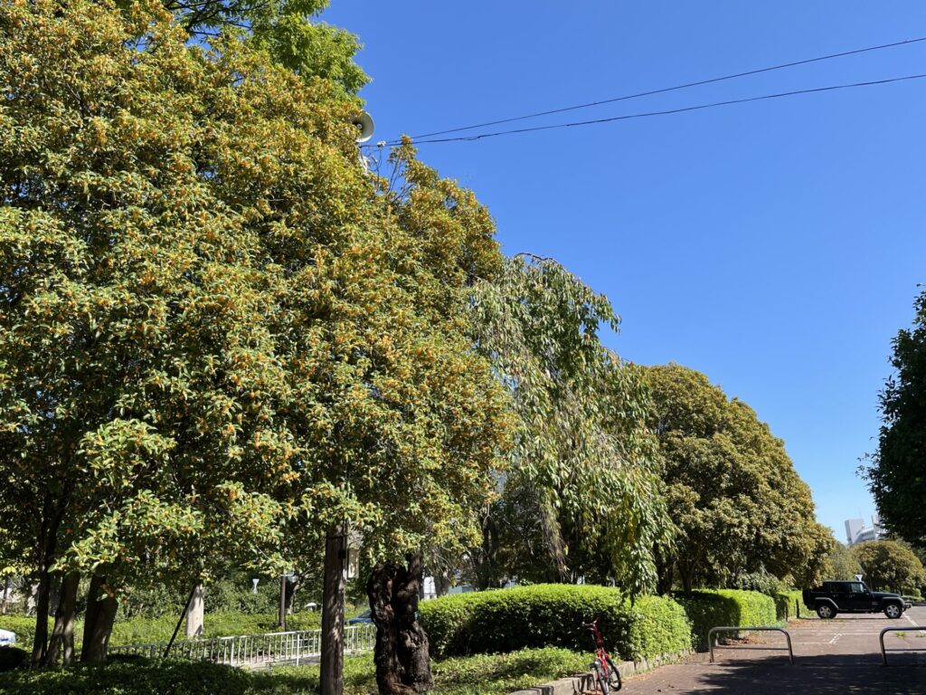 榴岡公園の金木犀