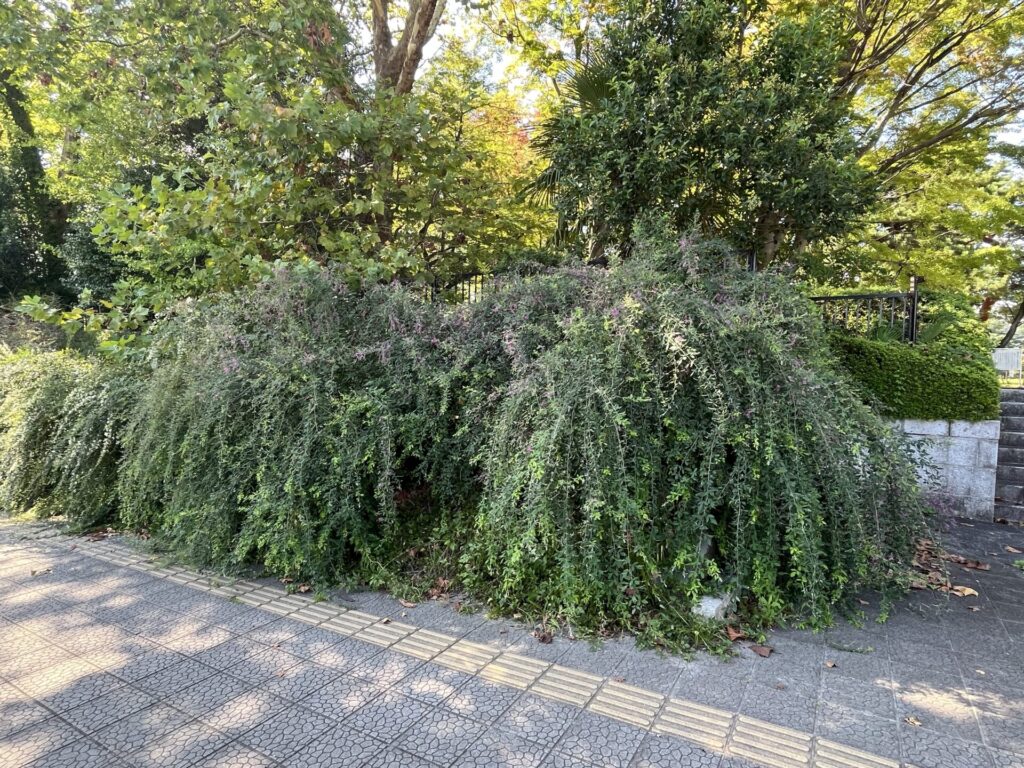 榴岡公園の宮城野萩